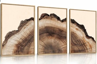 Three framed images of tree rings in a triptych arrangement.